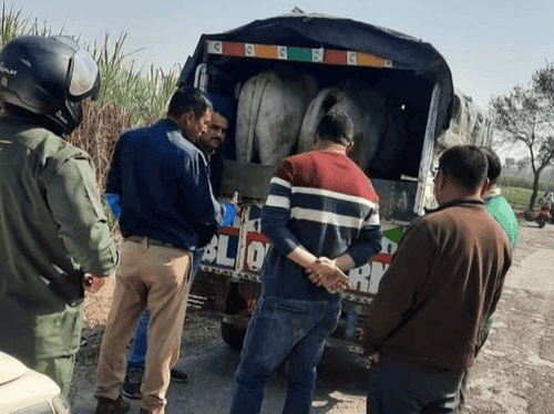 Image for Haridwar Police rescued 02 bovine animals safely