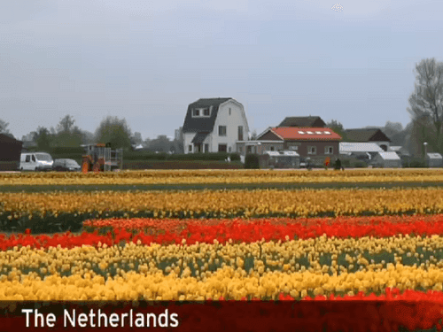 Image for Cabinet Minister Dr Rawat observed flower cultivation in Netherlands