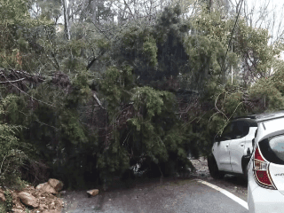 Image for The road was made smooth by removing the tree fallen on the road