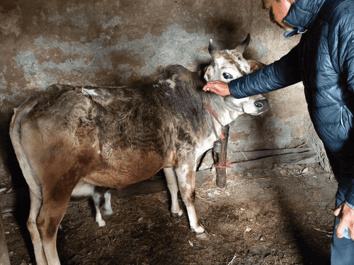 Image for Veterinary and vaccination camp was organized in village Dharauj