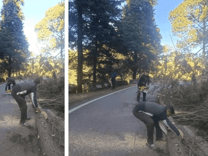 Image for Traffic was restored after the tree that had fallen on the road was removed