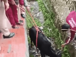 Image for The cow that fell into the drain was rescued safely