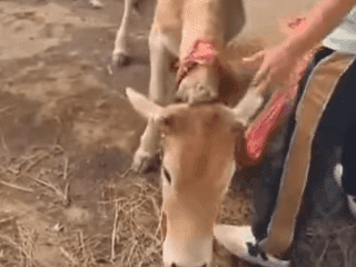 Image for A cow stuck between a wall was rescued safely