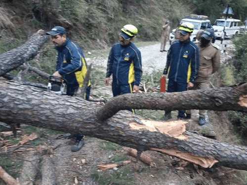 Traffic was restored after removing the tree that had fallen on the road