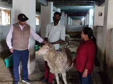 The work of modernization of the state sheep breeding farmworker started