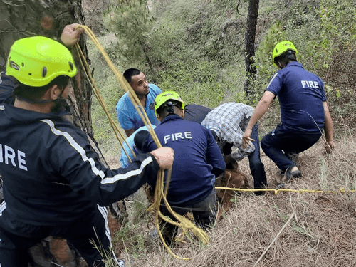 Image for The calf of a cow that fell into a deep ditch was rescued safely