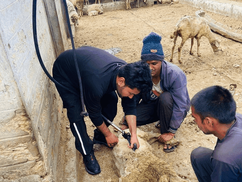 Annual wool shearing work completed in Pithoragarh