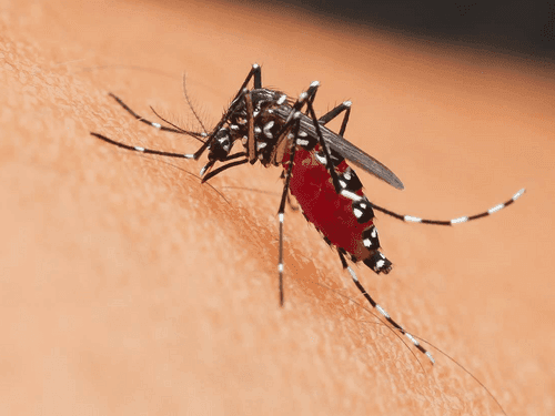 Health Department active to prevent dengue in Uttarakhand