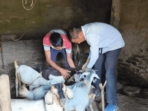 Image for Veterinary Camp organized in Dudhori Village, Champawat for Animal Health