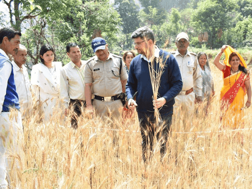 DM Sandeep Tiwari inspects wheat crop cutting experiment in Chamoli