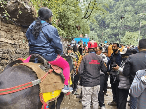Image for New guidelines for mules and horses travel in Kedarnath Yatra