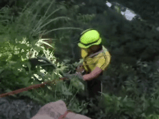 Image for Youth falls into deep gorge on Mussoorie Road, SDRF conducts successful rescue