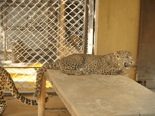 Image for CM Dhami Inaugurates Wildlife Week at Dehradun Zoo