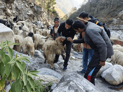 Veterinary Camp organized in Chamoli district, 2,410 animals benefited