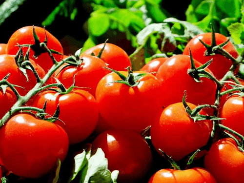 Tomato prices surge in Dehradun as wedding season boosts demand