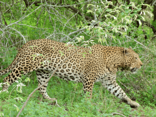 Leopard attacks woman cutting grass in Kotdwar, panic in the area