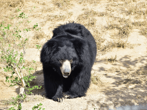 Bear attacks women collecting fodder in Rudraprayag district