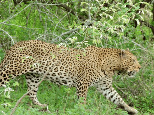 Tiger threat rises in Pauri, Forest Department launches major action