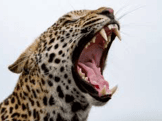 Leopard attack in Champawat, death of 42-year-old man sparks panic