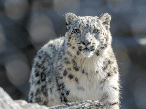 Uttarakhand boosts winter tourism, snow leopard tour, heli-skiing and car rally Soon