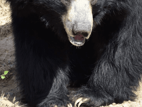 Bear enters school in Chamoli, drags away a student