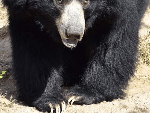 Bear attack in Tehri, injured person undergoing treatment