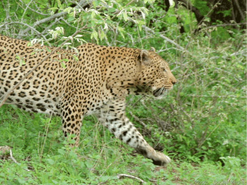 Leopard terror in Gairsain area, residents urged to stay alert