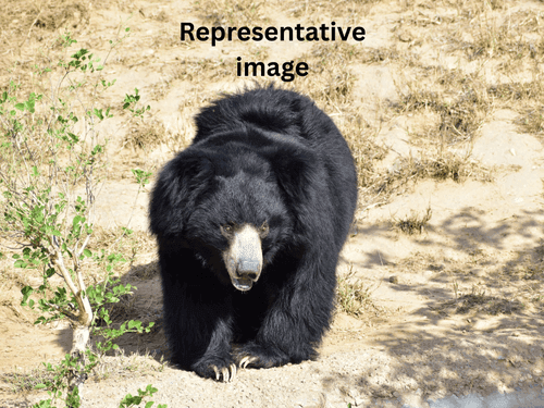 Bear attempts attack in Karnaprayag–Adibadri area, villagers in panic