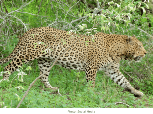 Leopard attack in Uttarkashi district, two injured