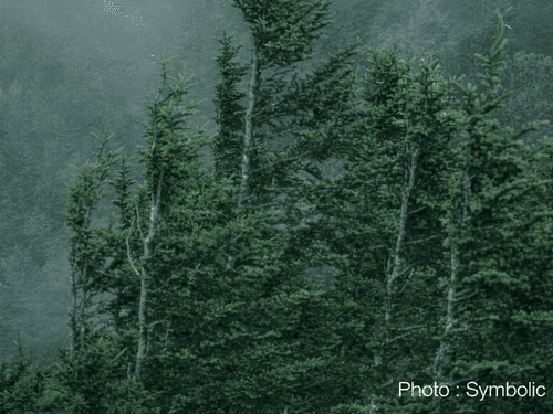 Yellow alert for dense fog in several districts of Uttarakhand