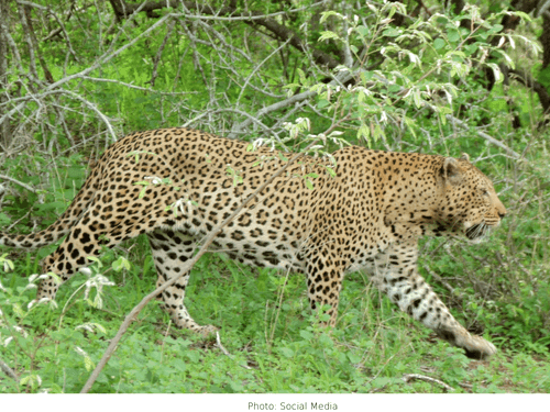 Leopard attack in Haridwar district, uncle and nephew seriously injured