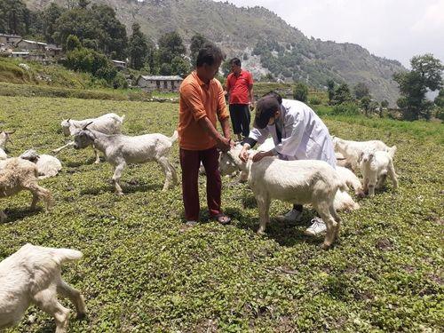 Sick goats were treated by the team of Veterinary Hospital Saung