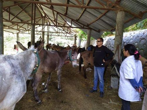 Inspection of horse halt at Gangotri Dham by Chief Veterinary Officer, Uttarkashi