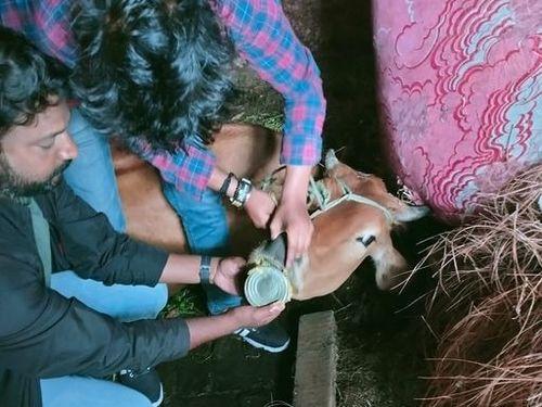 The destitute cow was freed from pain by taking out the box from the cow's mouth.