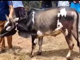 Treatment is given to the bull unable to walk for several months