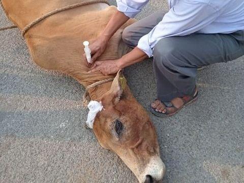 Treatment of injured bull by the staff of Veterinary Hospital Kalalghati