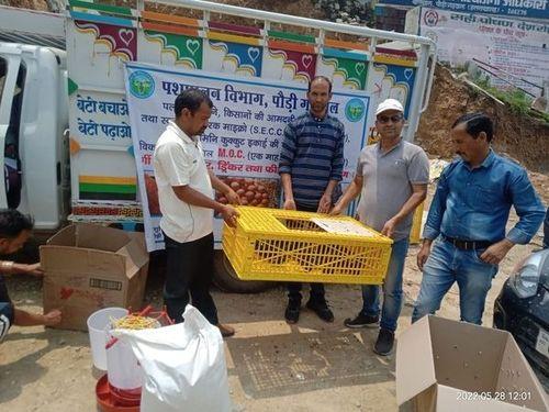 One-month-old chicks were distributed under low input technology.