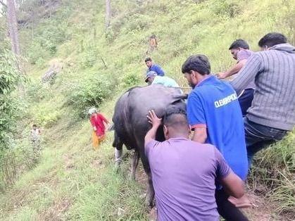 First aid is given to the injured buffalo