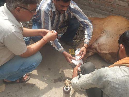 Animal Husbandry Department Nainital in the service of destitute animals