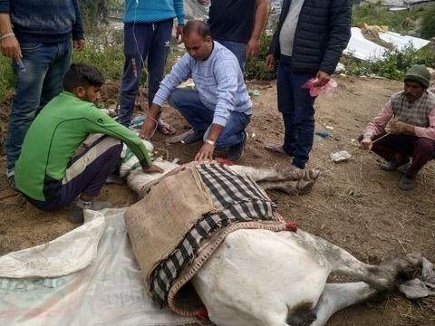 Animal Husbandry Department Uttarkashi team working continuously in Yamunotri