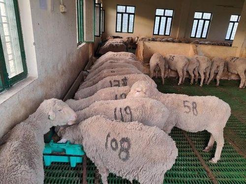 Inspection of Government Sheep Breeding Farm, Kopaddhar