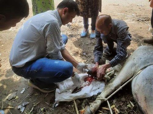 Relief from the problem is given by treating the destitute injured animal