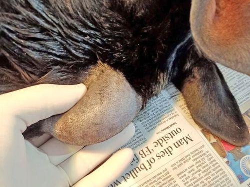 Tumor diseased animal treatment