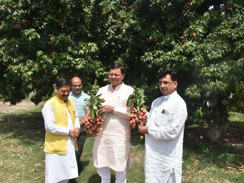 CM Dhami observed the system of breaking litchi from litchi trees