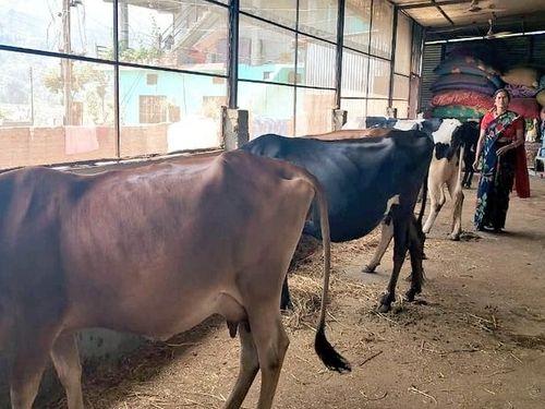 Dairy of 8 advanced breed cows being operated with the help of self-employment scheme in village Bhakunkhola