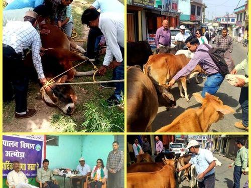 Camp organized for the treatment of destitute animals