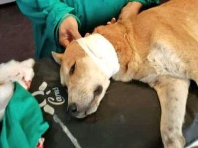 The dog suffering from the disease was successfully treated