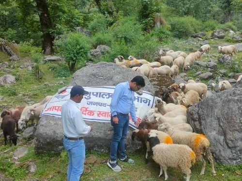 Veterinary camp organized in Chaudas Valley
