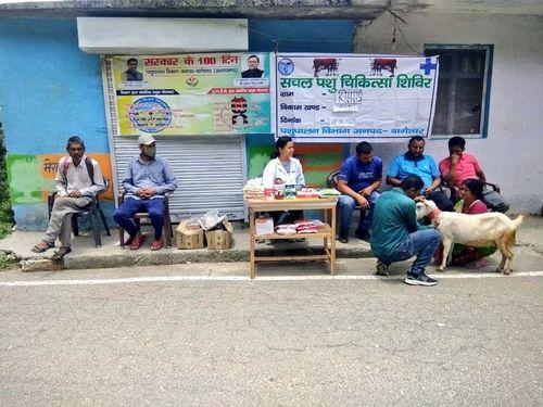 Sachal veterinary camp organized in village Simgarhi