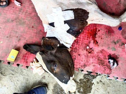 The injured cow was made healthy by giving treatment
